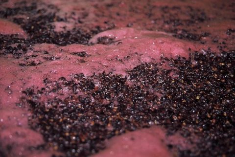 Produzione vini rossi sperimentali con il ceppo di lievito s cerevisiade nda 21