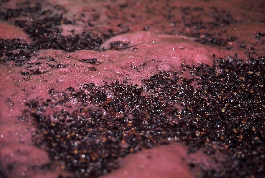 Produzione vini rossi sperimentali con il ceppo di lievito s cerevisiade nda 21
