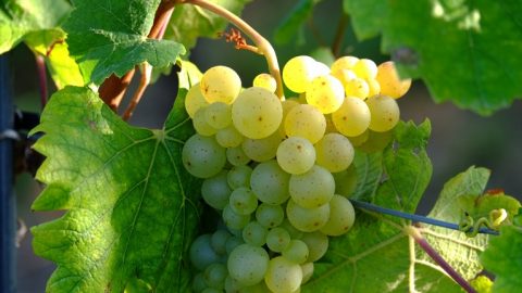 Influenza di parametri fermentativi sulla composizione di vini catarratto