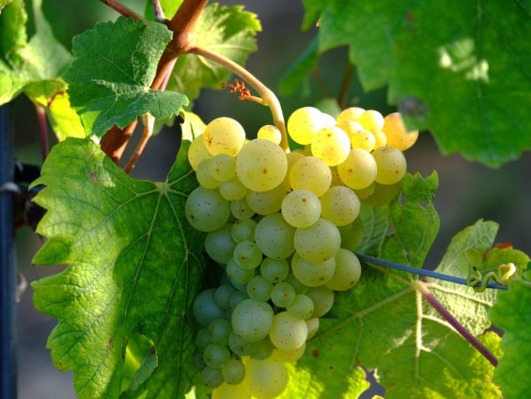 Influenza di parametri fermentativi sulla composizione di vini catarratto